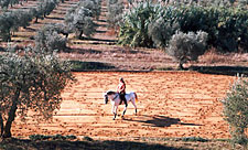 Spain-Southern Spain-Dos Olivos Dressage Clinics